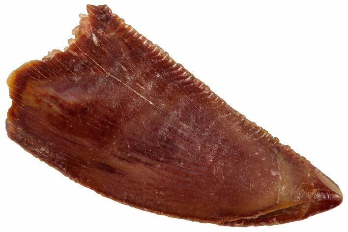 Serrated Raptor Tooth - Real Dinosaur Tooth #357966